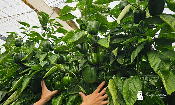 Las copas, las terminaciones de los californias tardíos de Harmoniz / agroautentico.com