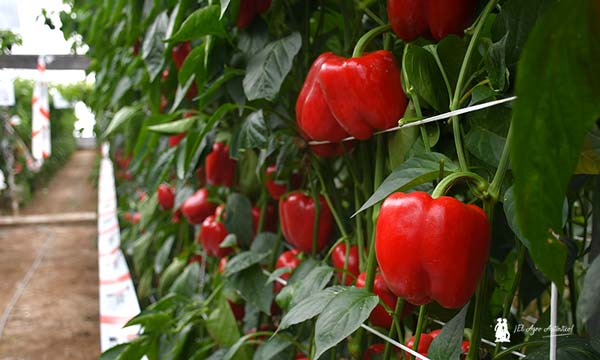 Jornadas de Argenta Seeds en Tierras de Almería. Pimiento Montana / agroautentico.com