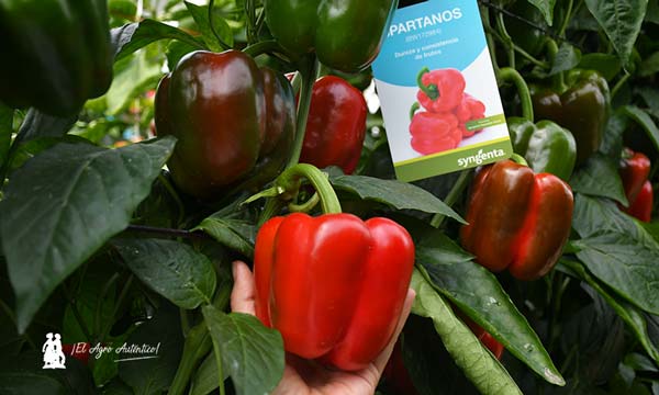 Pimientos Spartanos, Balcanes y Yamato / agroautentico.com