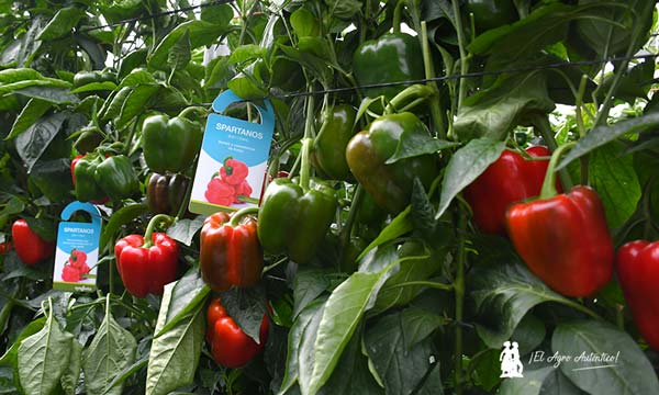 Pimiento Spartanos de Syngenta / agroautentico.com