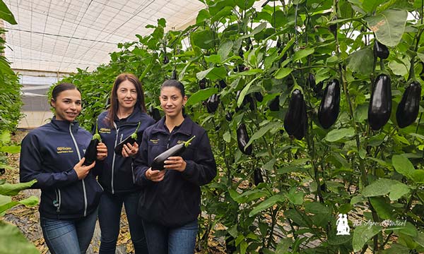 Técnicas de Agroejido en las jornadas de Rijk Zwaan / agroautentico.com