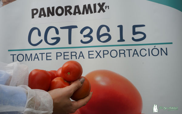 Tomate Panoramix pera de exportación / agroautentico.com