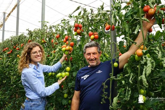 El nuevo pera de exportación de CapGen ya tiene nombre: tomate Panoramix