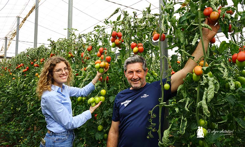 El nuevo pera de exportación de CapGen ya tiene nombre: tomate Panoramix