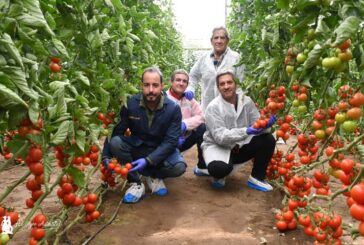 Tomate Beires, Ismarian y Palmeo son tres nuevas variedades resistentes a rugoso