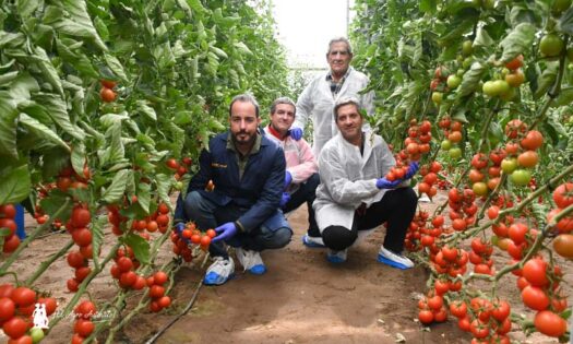 Antonio Moreno con la familia Salinas entre líneos de tomate Beires / agroautentico.com