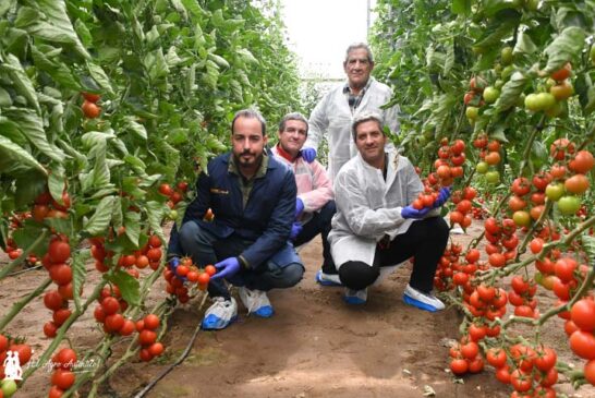 Tomate Beires, Ismarian y Palmeo son tres nuevas variedades resistentes a rugoso