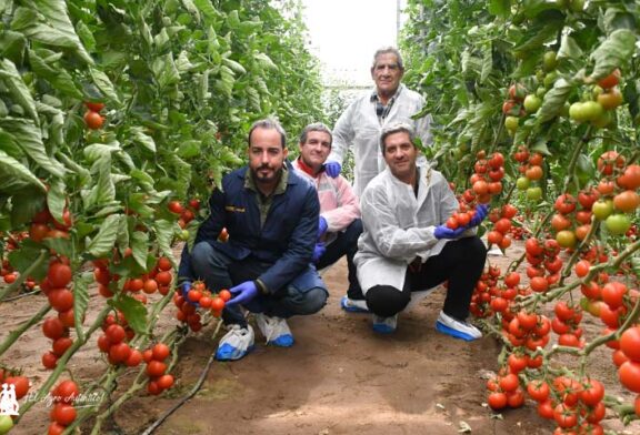 Tomate Beires, Ismarian y Palmeo son tres nuevas variedades resistentes a rugoso