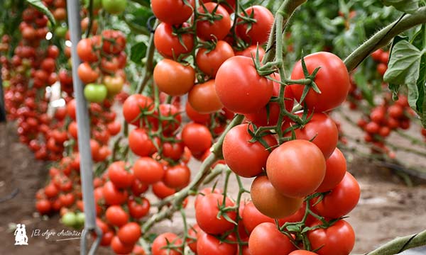 Tomate Beires en Almería / agroautentico.com