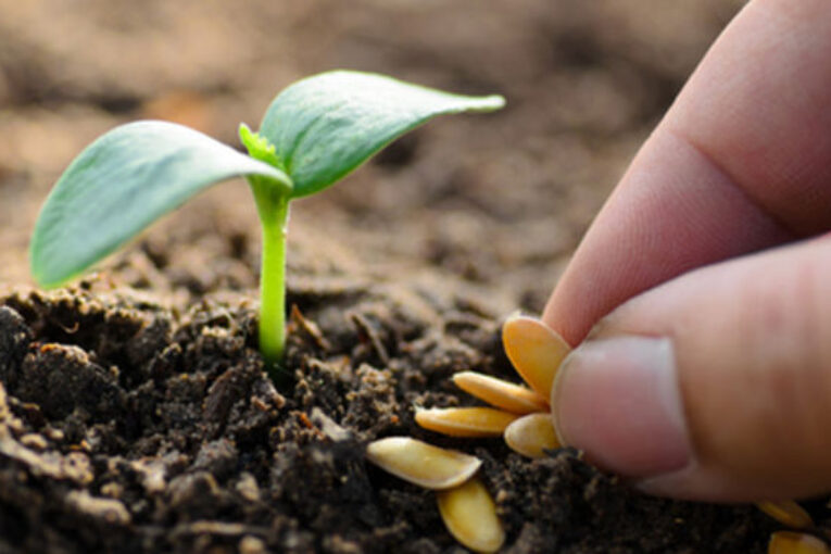 El mayor abanico de semillas hortícolas estará disponible en Infoagro Exhibition