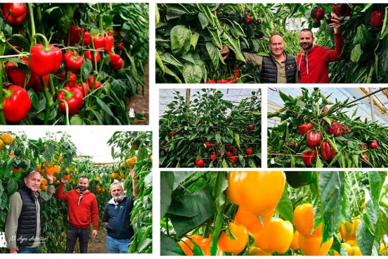 Alabarda y Ariete en rojo y Urca en amarillo son los tardíos de Sur Seeds