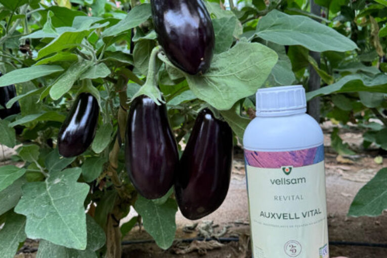 Vellsam obtiene certificación UE para su bioestimulante Auxvell Vital