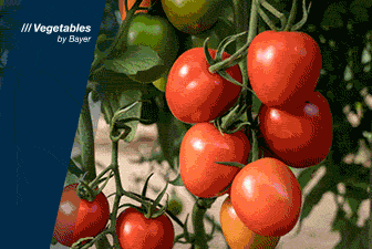 POST 2 BAYER SEMINIS