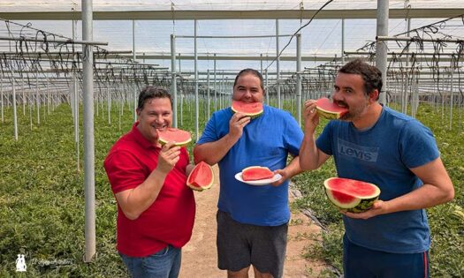 Juan Jesús, Brandt, con los hermanos Juan José y Víctor Manuel en uno de sus invernaderos de sandías / agroautentico.com
