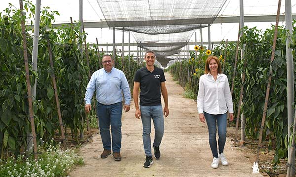 Víctor López, David Sánchez y Ana Sicre en un invernadero de pimiento / agroautentico.com