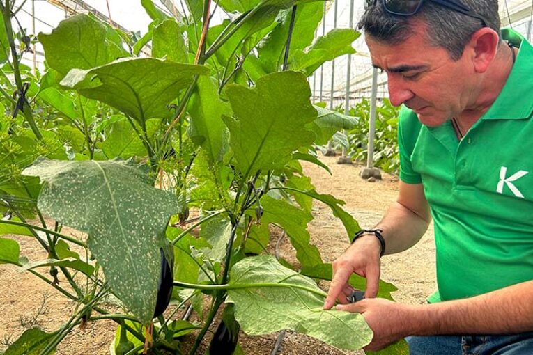 Cómo el control biológico ahora en primavera previene plagas en invierno