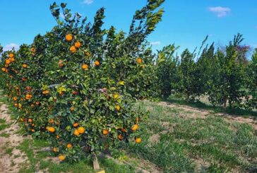 Un ensayo de Brandt en Valencia mejora un 40% el rendimiento en mandarina