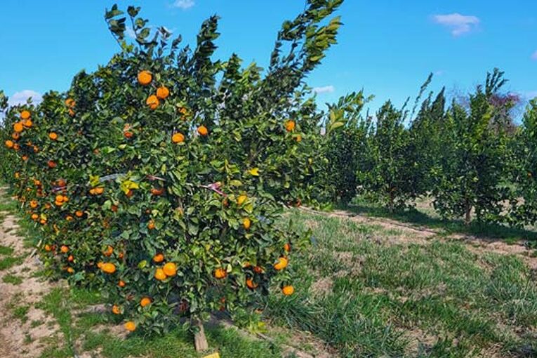 Un ensayo de Brandt en Valencia mejora un 40% el rendimiento en mandarina