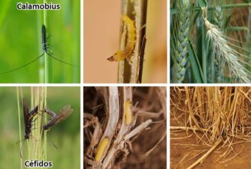 FMC y Legumbres de Calidad presentan un fitosanitario para control de gorgojos en leguminosas
