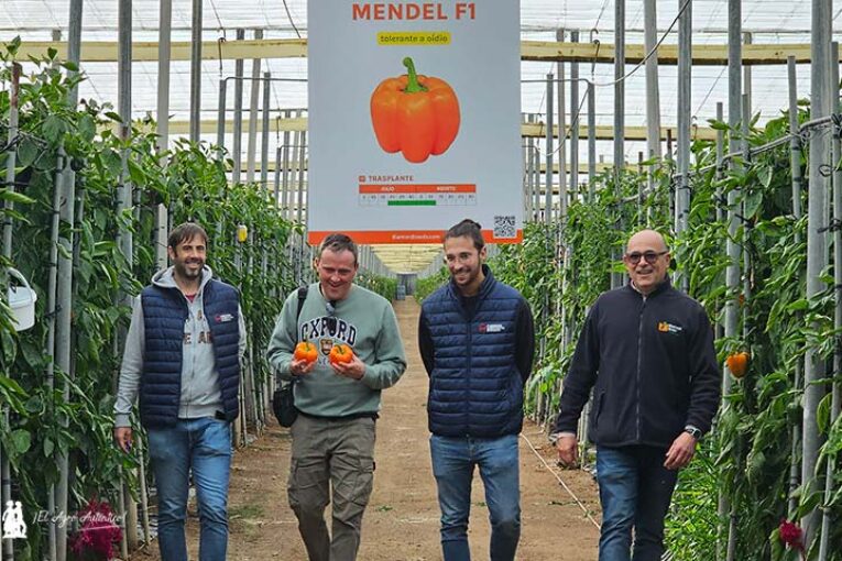 Mendel es el pimiento naranja de Diamond Seeds para Almería