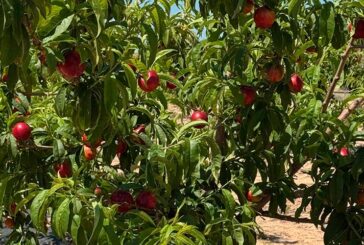 Toñifruit crece en fruta de hueso ecológica tras el acuerdo con Bio Lobrot