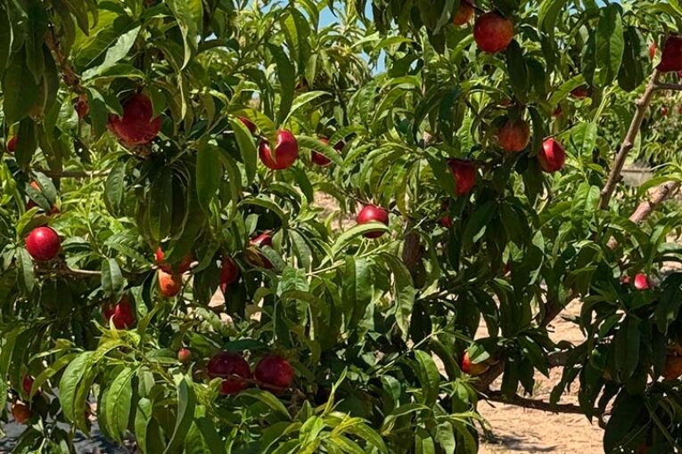 Toñifruit crece en fruta de hueso ecológica tras el acuerdo con Bio Lobrot