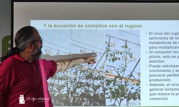 Rafael Salinas, jefe de producto de tomate 3