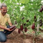 Augusto, el portainjertos que hace 'perfect match' con la gama de berenjenas de Semillas Fitó. agroautentico.com