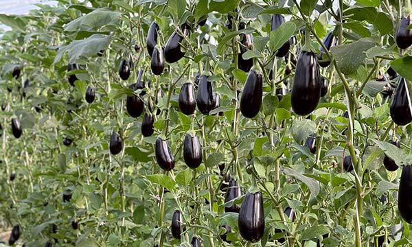 Augusto, el portainjertos que hace perfect match con la gama de berenjenas de Semillas Fitó-agroautentico