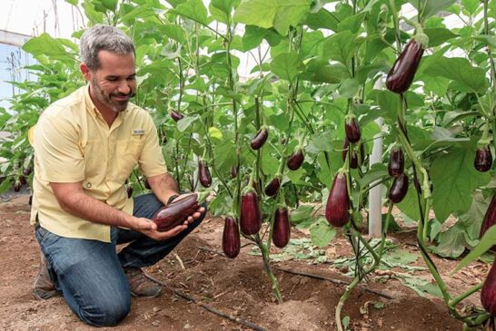 Augusto es el nuevo portainjertos de Fitó para mejorar vigor y raíces en berenjena