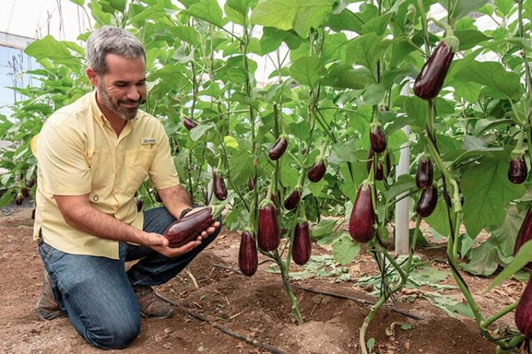 Augusto es el nuevo portainjertos de Fitó para mejorar vigor y raíces en berenjena