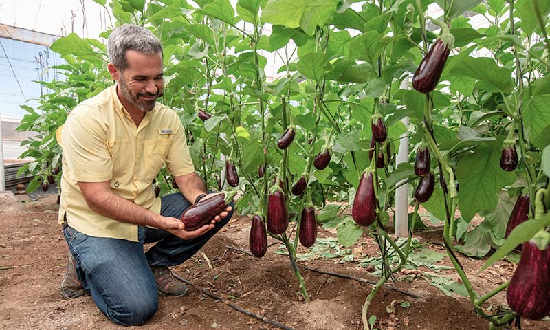 Augusto es el nuevo portainjertos de Fitó para mejorar vigor y raíces en berenjena