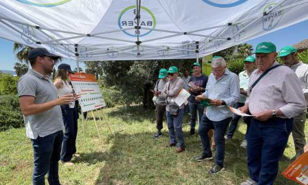 Bayer en los cítricos con Vynyty Citrus y Cropping View / agroautentico.com