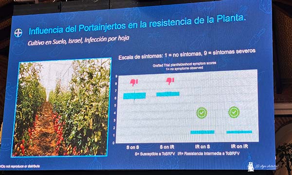 Estrategias de mejora genética contra el virus rugoso del tomate (ToBRFV)