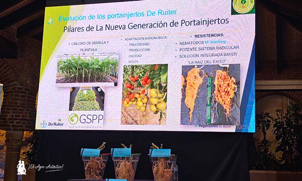 Bayer lanza el nuevo portainjertos DRTX6695 en tomate en una estrategia integrada frente a nematodos- agroautentico