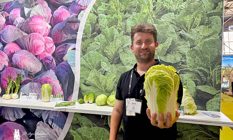 Miguel Fernández con las coles chinas de Bejo / agroautentico.com