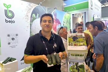 Nuevas variedades de Bejo completan su catálogo de pepino español y francés