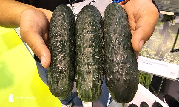 Pepino Alecto del catálogo de Bejo Ibérica / agroautentico.com