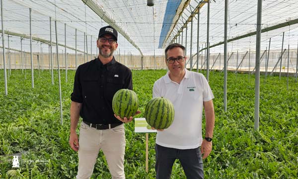 Variedades de sandía de Semillas Fitó-agroautentico 5