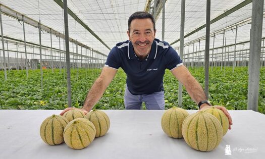 Color dorado y extra de sabor elevan la categoría del melón cantaloup con SunUp de BASF Nunehms 2 agroautentico