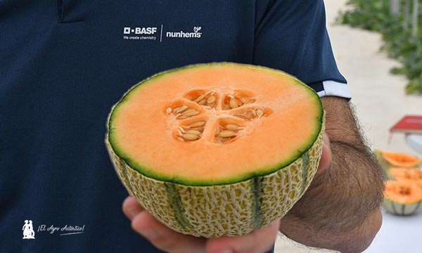 Color dorado y extra de sabor elevan la categoría del melón cantaloup con SunUp de Basf Nunhems 4