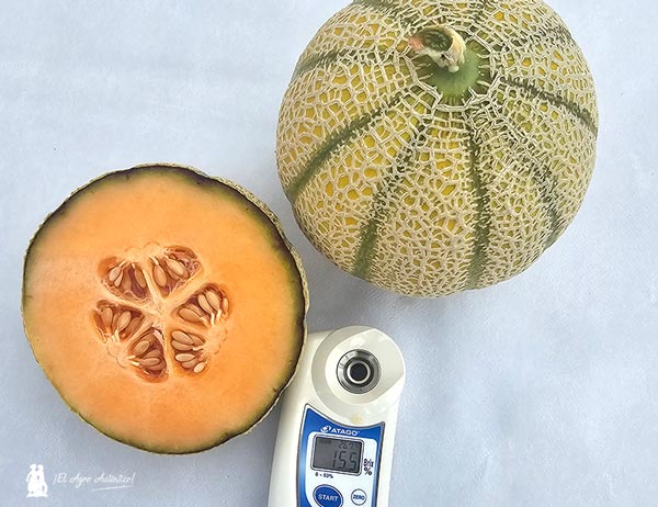 Color dorado y extra de sabor elevan la categoría del melón cantaloup de BASF Nunhems qa