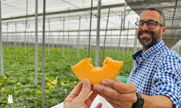 Color dorado y extra de sabor elevan la categoría del melón cantaloup con SunUp - noticias-agroautentico