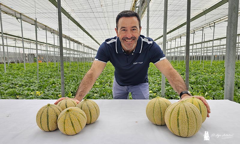 Color dorado y extra de sabor elevan la categoría del melón cantaloup con SunUp