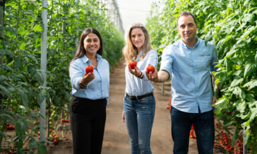 Equipo BASF Nunhems con variedades de tomate / agroautentico.com