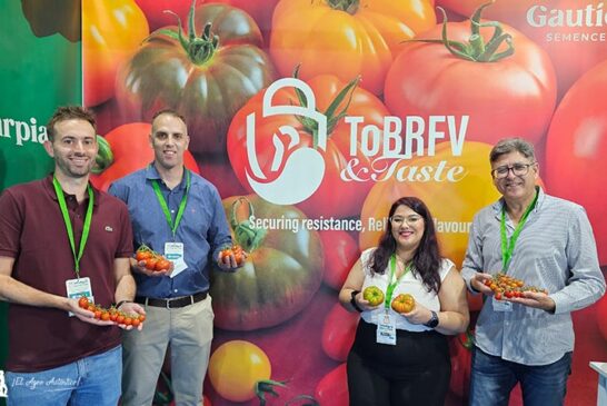 Llegan los primeros tomates resistentes a rugoso de Gautier