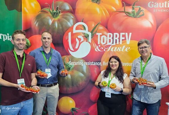 Llegan los primeros tomates resistentes a rugoso de Gautier