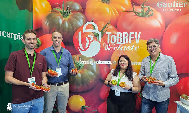 Llegan los primeros tomates resistentes a rugoso de Gautier