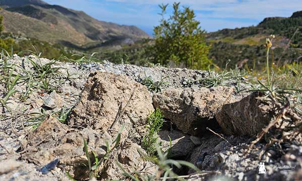 Inaugurada la finca experimental de Sierra de Gádor- Ago Auténtico