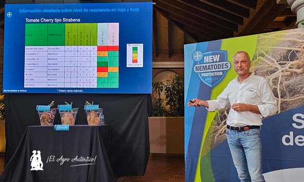 Bayer lanza el nuevo portainjertos DRTX6695 en tomate en una estrategia integrada frente a nematodos 4-agroautentico